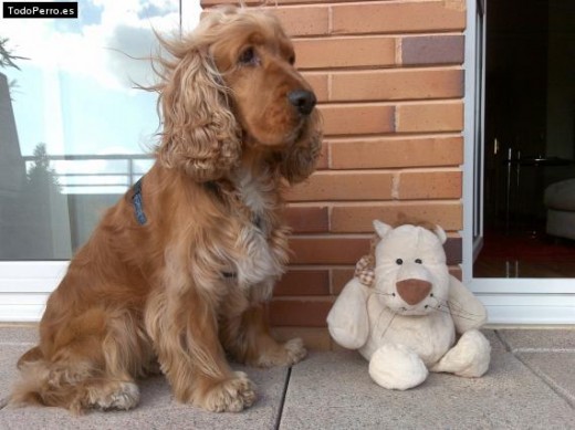 a simon le encanta su peluche tito