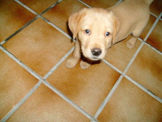 Este es Doggy. Mi Labrador Retriever amarillo.