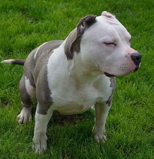 American Bully Standard American Bully Standard