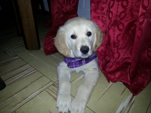 Mi nombre es Kihara naci el 20 de marzo del 2013 en San Javier Chile soy una linda golden retriever  muy gujetona y feliz...