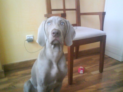 Mi pequeño posando Mi pequeño posando