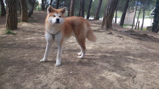 Aiko en el parquee