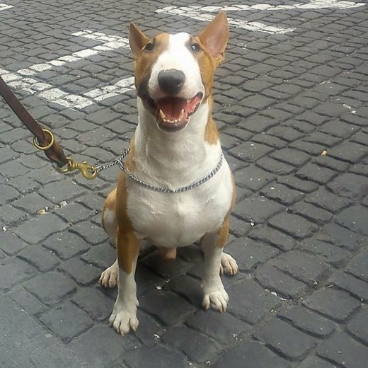 Macho muy testarudo pero amigable y jugueton con todo mundo