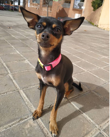 No se sabe muy bien si es Mini pinscher, ratón de Praga, mestiza de ellas o otras razas No se sabe muy bien si es Mini pinscher, ratón de Praga, mestiza de ellas o otras razas