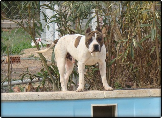 mi TITAN, alias TITI mi TITAN, alias TITI