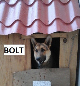 Bolt es un perro muy jugetón y protector.