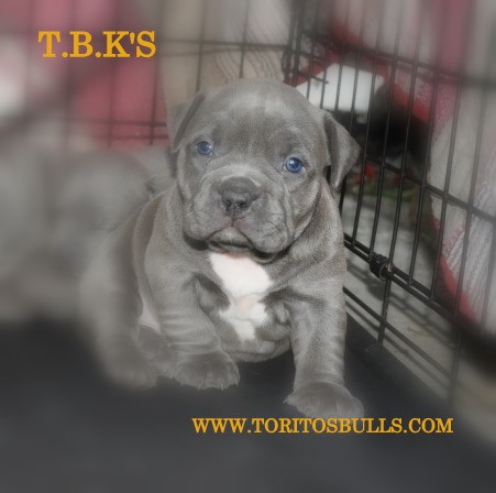 ELLA ES UNA VERSION DE LOS MAS PEQUEÑO EN UN AMERICAN BULLY ::::
LA SANGRE CONSISTE EN UN POCO DE  EZ RIDER ROC AND RUBI 