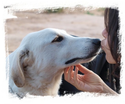 Mi meta en la vida, es ser tan buena persona como mi perro cree que ya soy.  Robert A.