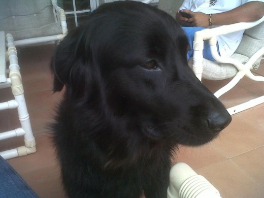 Mi Flat Coated Retriever