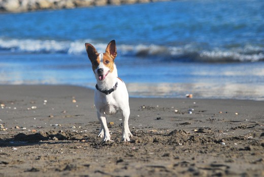 Soy muy activo, me gusta el agua, jugar, saltar, ladrar..incluso morder, me gusta mucho hacer amigos y como se ve en mi foto me encanta la playa. PD: si tenéis pelotas que os sobren, las acepto sin reparo.