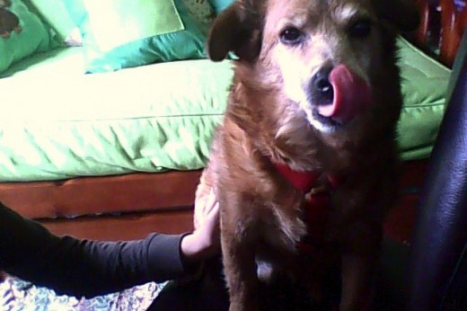 Este es Buddy. Lo recogimos en una protectora. Creemos que su pasado con los perros, no debió ser muy bueno... ya que no juega con ningún perro. Tiene muchas cicatrices, una en la oreja, encima de los ojos, en la pata, y en el cuello, como si le hubiesen atado con algo muy duro.
Tampoco juega a la pelota ni al disco, ni a nada típico de perros...
Le encanta comer, de todo, sea lo que sea. Es muy inteligente, sabe trucos como dar la pata, saludar, hacerse el muerto, pasar entre las piernas mientras caminas, contar en ladridos, rodar en el suelo... y traer las zapatillas.
También tiene algo particular, es un perro pastor.
No sabemos cual es su pasado pero creemos que de pastor ya que cada vez que ve a vacas, patos, ovejas, cabras... ¡ Los ordena!
Y así es Buddy. Este es Buddy. Lo recogimos en una protectora. Creemos que su pasado con los perros, no debió ser muy bueno... ya que no juega con ningún perro. Tiene muchas cicatrices, una en la oreja, encima de los ojos, en la pata, y en el cuello, como si le hubiesen atado con algo muy duro.
Tampoco juega a la pelota ni al disco, ni a nada típico de perros...
Le encanta comer, de todo, sea lo que sea. Es muy inteligente, sabe trucos como dar la pata, saludar, hacerse el muerto, pasar entre las piernas mientras caminas, contar en ladridos, rodar en el suelo... y traer las zapatillas.
También tiene algo particular, es un perro pastor.
No sabemos cual es su pasado pero creemos que de pastor ya que cada vez que ve a vacas, patos, ovejas, cabras... ¡ Los ordena!
Y así es Buddy.
