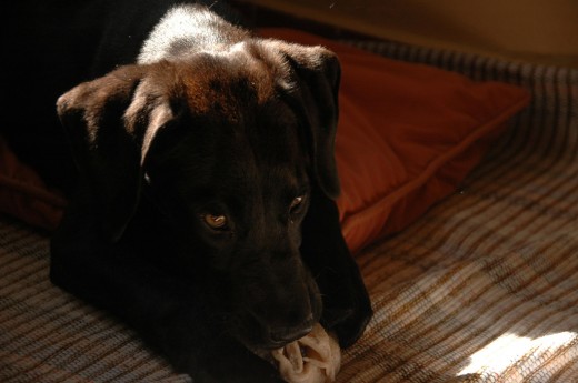 Este es el Bup en su primer dia en casa, con su hueso!
Tiene 4 meses y mide 50 cm a la cruz, y tene las patas palmeadas, de que puede ser cruce?