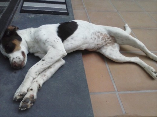 De siesta De siesta