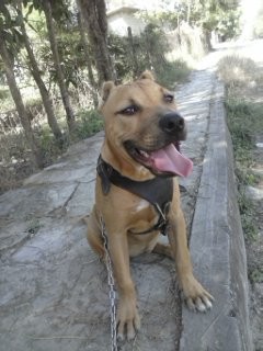 Aki mi pitbul despues de una caminata