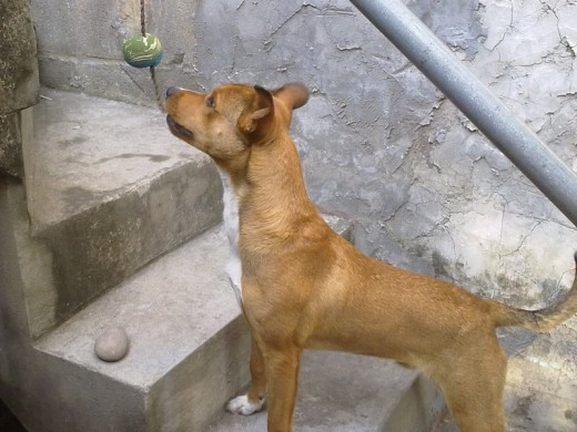 Cabo es un Mestizo Alegre, Juguetón y un poco Brabucón.
Su Padre es un American Bull Terrier y su Madre una Teckel.