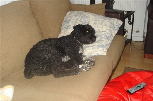 popi perro de agua español de 11 años negro con el pecho blanco