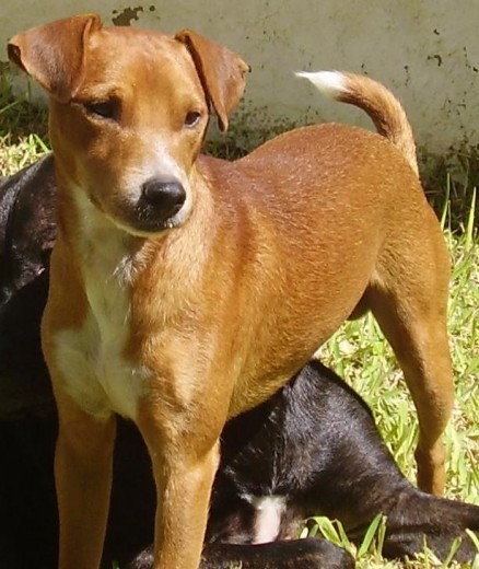 LO ENCONTRAMOS EN LA CALLE Y YA ES UNO MÁS DE LA FAMILIA