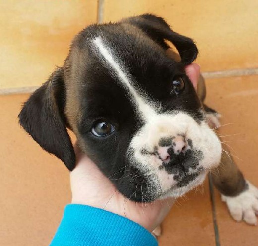 Tiene 2 meses, me lo han regalado mis hijos, tuve un cachorro también boxer de una camada de una boxer de mi hija y falleció hace un mes. Anteriormente tuve una boxer durante unos 10 años hasta que falleció. Espero disfrutar de nuevo con este cachorrillo.