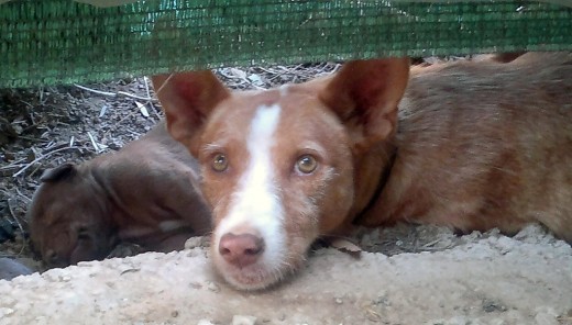 Podenco Andaluz