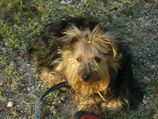 Mi Estrella despeinada Mi Estrella despeinada