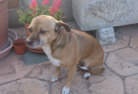 Chupi en el jardín con cara pensativa.