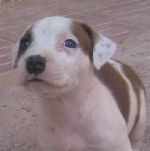 mi pequeño ziron mi pequeño ziron