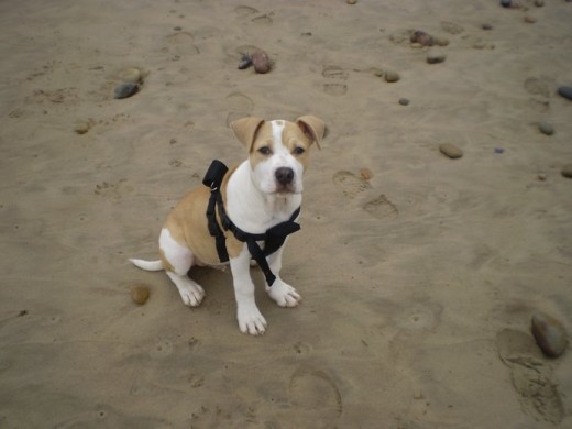 Su primer día en la playa