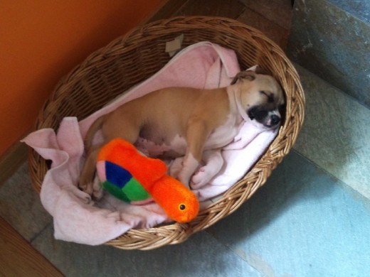 durmiendo con su juguete durmiendo con su juguete