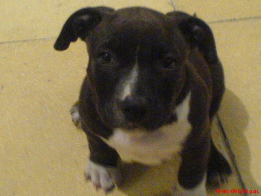 mes 1/2 su raza es pitbull blue