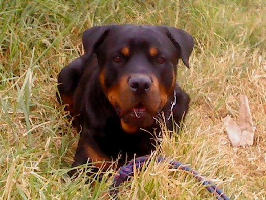 Ruffo es un hermoso Rottweiler, super jugueton, muy cariñoso y sobre todo muy respetuoso. 