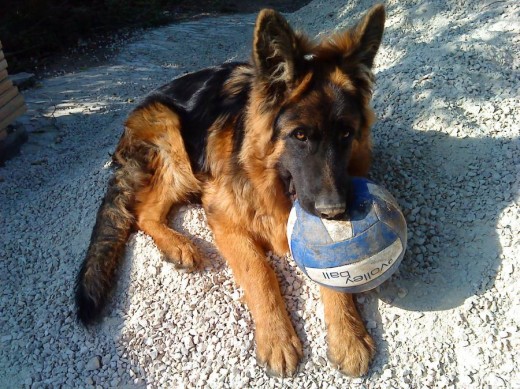 Inseparable de su pelota Inseparable de su pelota