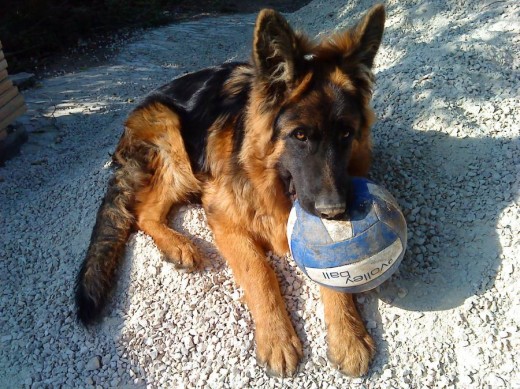 Inseparable de su pelota