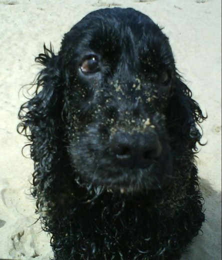 Os presento a mi perrita morita, tiene 11 años y es más buena... es muy cariñosa con los suyos, aunque algo renegona con los demas perros.Yo soy su segunda dueña, ya que el primer dueño no la cuidaba bien y yo me hice con ella..... bendito el dia!!!!! Os presento a mi perrita morita, tiene 11 años y es más buena... es muy cariñosa con los suyos, aunque algo renegona con los demas perros.Yo soy su segunda dueña, ya que el primer dueño no la cuidaba bien y yo me hice con ella..... bendito el dia!!!!!