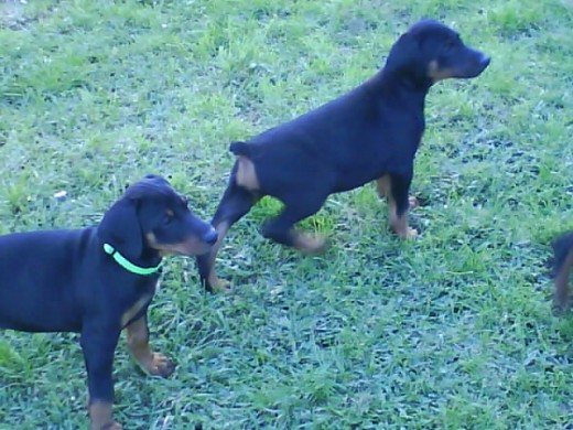 mis peques  kira y dora. son 2 hermanas, kira es de mi hijo, y dora es de mi hija.