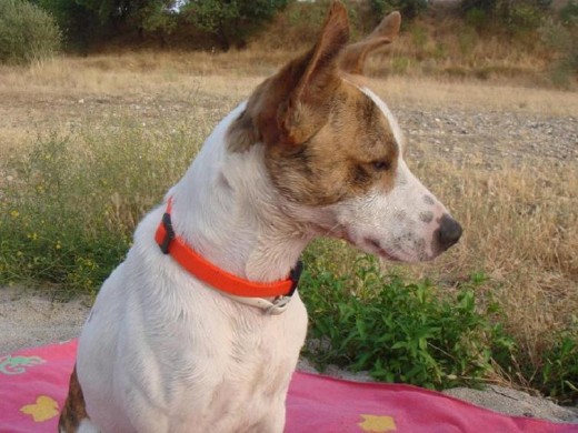 Bolo, rescatado en un pueblo de Toledo se ha convertido en una figura esencial de mi vida.