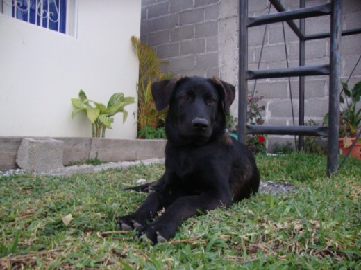 a Sasha le gusta mucho ser el centro de atención. aquí tiene 5 meses