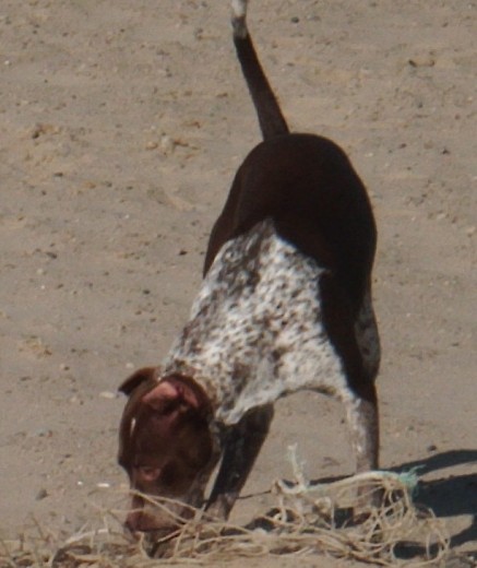 HOLA soy Leire, por desgracia estoy en el cielo, un sabado jugando con mi perrito Duque se me ocurrio asomarme de un atico y tube la mala pata que cai, al dia siguiente no se pudo hacer nada por mi y falleci