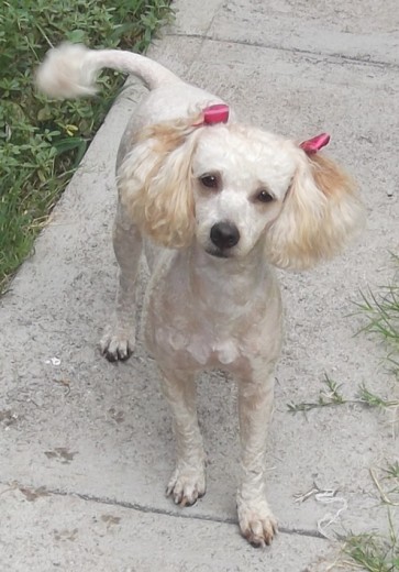 mi hermoza kelly