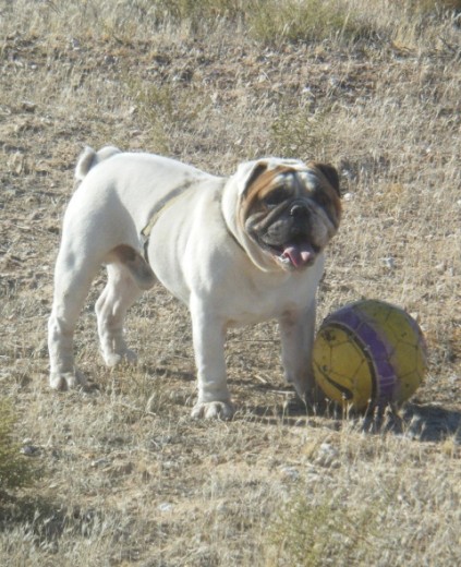 Este es Troy,un perro noble,cariñoso y jugueton