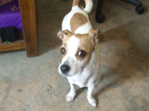 Mi Mandy le gusta posar para fotografiarla, es esbelta, blanca con manchar café claras, ella aplaude, identifica inmediatamente los artículos y se le pide que valla por ellos, es un amor de perrita.