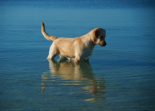 En la playa buscando peces!