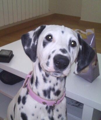 Bimba con su collar nuevo