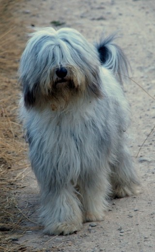 hemos venido a vivir al campo hace un mes, y es el perro más feliz del mundo!!!