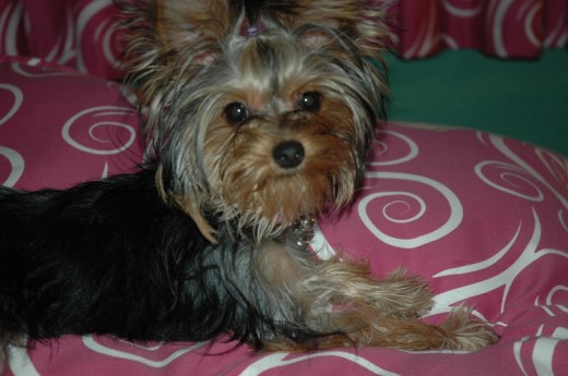 Mi perrita Mi perrita