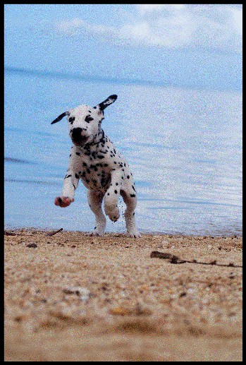 Rasta disfrutando de la playa en Moorea!!