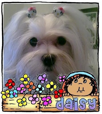 Daisy con sus coleteros de Hello Kitty