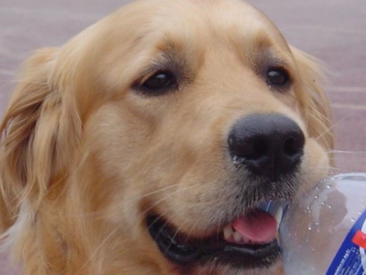 Mi Darko, con sus ojos humanos,