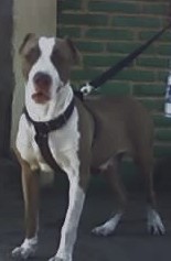 es 1 pitbull american stanford puro y ya tiene 1 hija. tambien pura