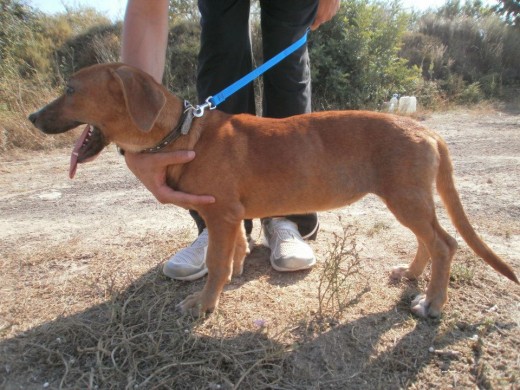 Elda es una perra jovencita de un año que no sabe lo que es un hogar. Adoptaron a su hermana hace unos meses y se le nota triste, necesita el cariño y la compañía que sólo una familia puede ofrecerle. Es obediente y cariñosa. Dadle una oportunidad! Interesados: 667203908. Se entrega vacunada y esterilizada. 