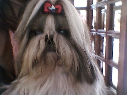 MI SHIH TZU NUSCA NOVIA MI SHIH TZU NUSCA NOVIA